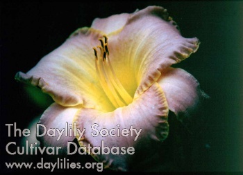 Daylily Bubba's Winning Ticket